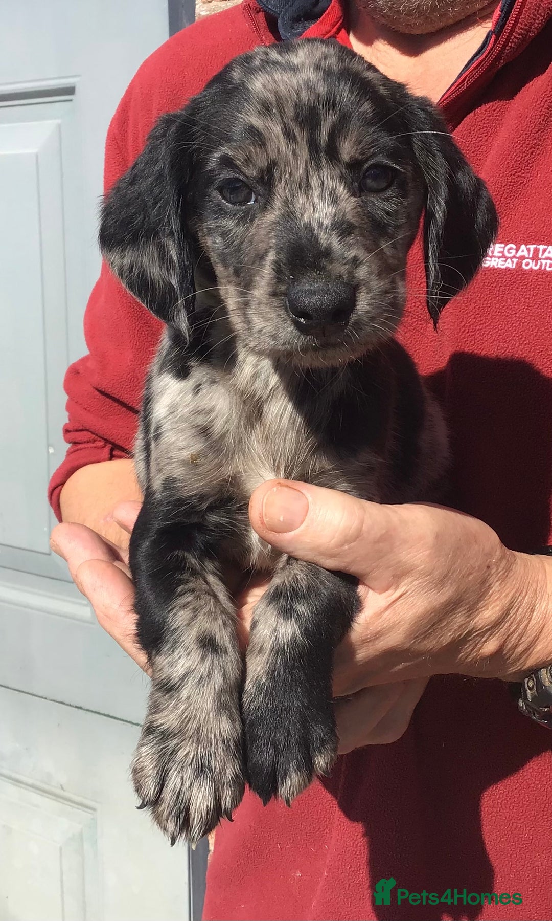 Cockerdor dogs for sale: AMAZING COCKERDOR/COCKADOR PUPPIES - Image 26
