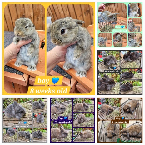 Mini Lion Lop rabbits - Advert 11