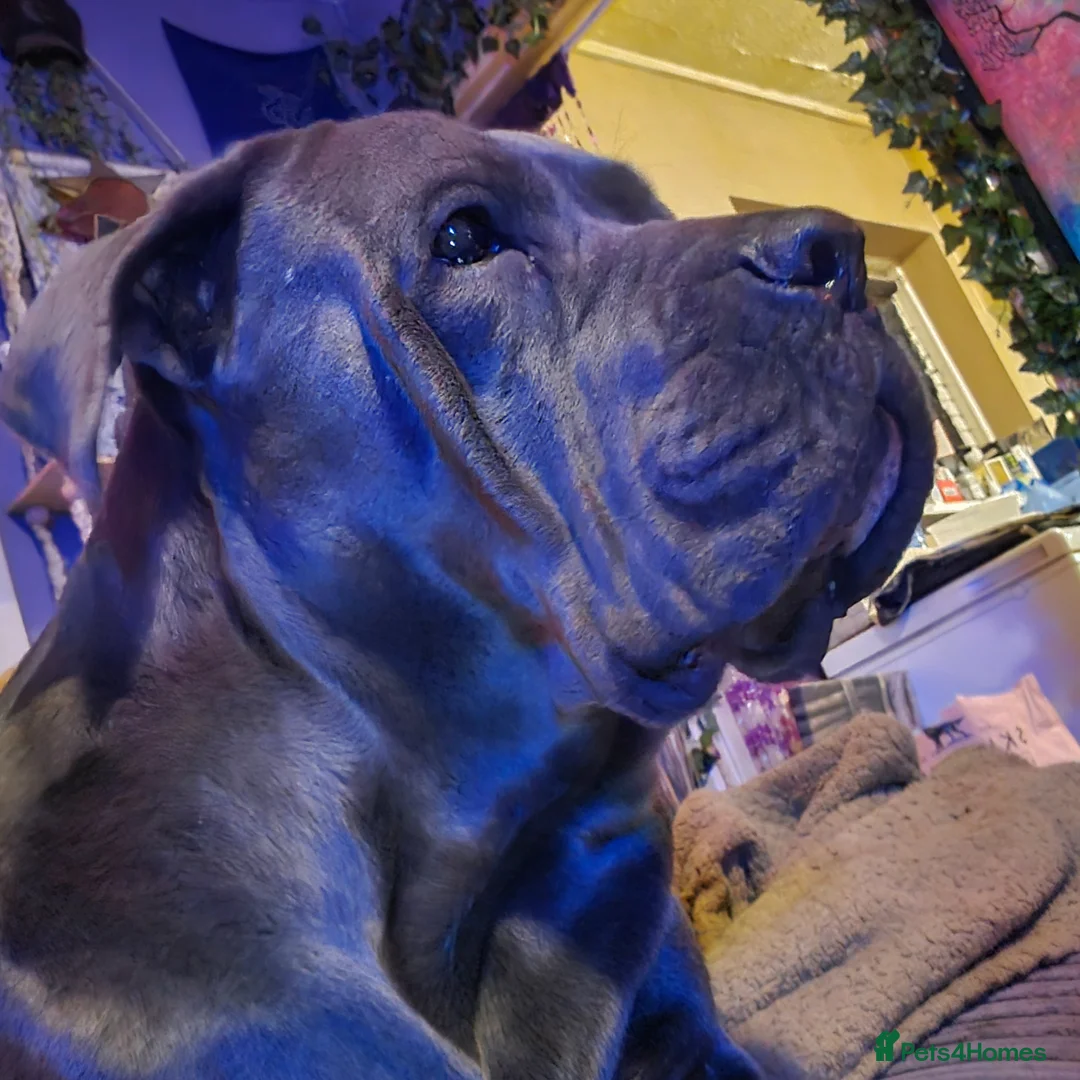 Cane Corso dogs for sale: 3 years old Cane Corso spayed - Advert 2