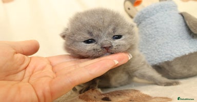 British Shorthair cats - Advert 5