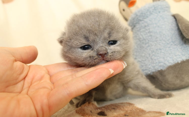 British Shorthair cats - Advert 2