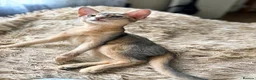 Abyssinian cats for sale: Just left one blue Boy Abyssinian Kittens  - Advert 3