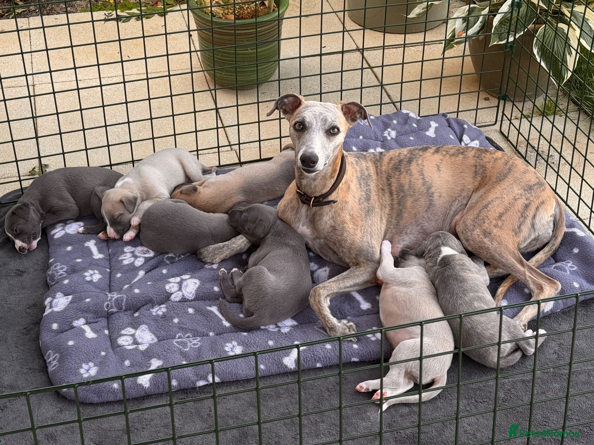 Whippet dogs KC Registered Whippets  - Advert 1