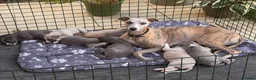 Whippet dogs for sale: KC Registered Whippets  in Huntingdon - Advert 1