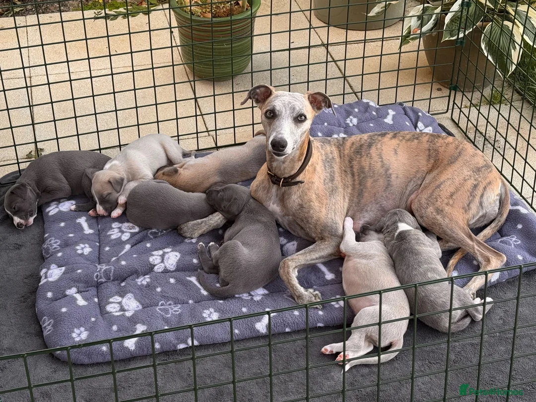 Whippet dogs for sale: KC Registered Whippets  in Huntingdon - Advert 1