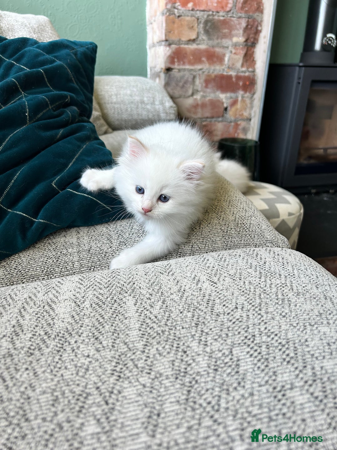 Siberian cats for sale: 😍 Siberian Neva Masquerade kittens 😍 - Image 14