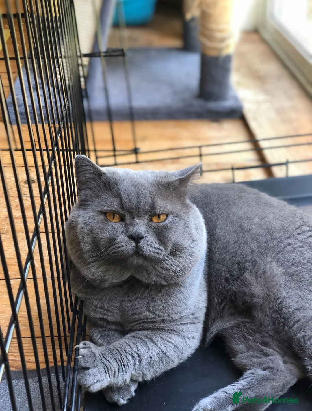 British Shorthair cats for stud: Blue colour BSH Champion Line GCCF stud  in London - Advert 5