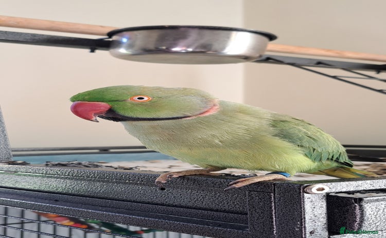 Ringnecks birds 2 year old male Indian Ringneck parrot - Advert 4