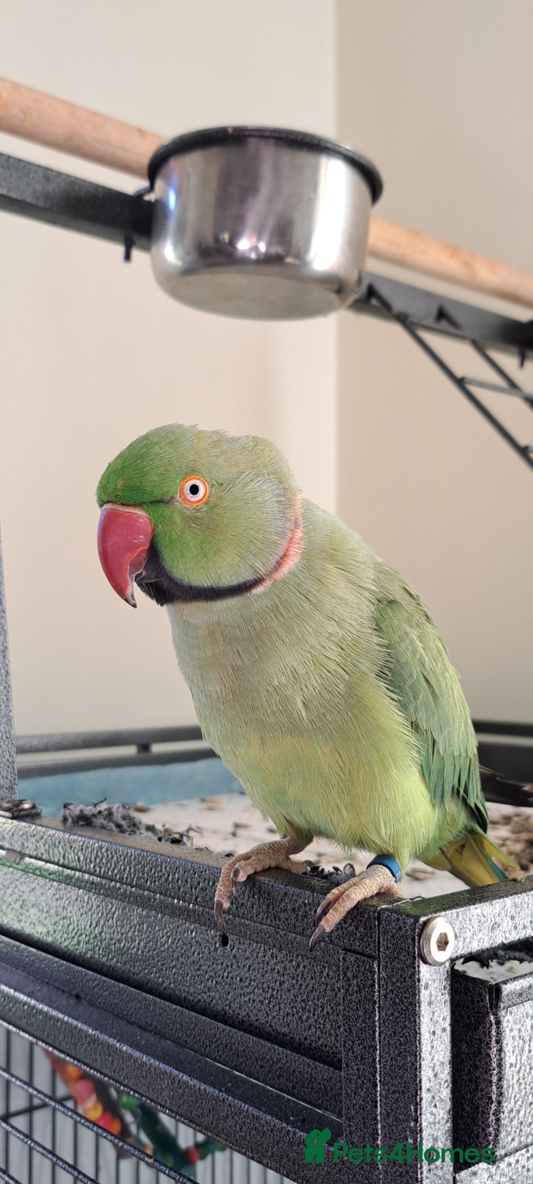 Ringnecks birds for sale: 2 year old male Indian Ringneck parrot - Advert 1
