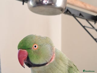 Ringnecks birds 2 year old male Indian Ringneck parrot - Advert 2