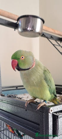 Ringnecks birds 2 year old male Indian Ringneck parrot - Advert 3