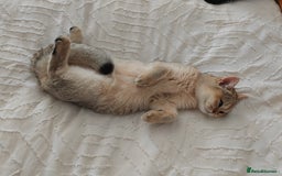 British Shorthair cats for sale: Caring, loving Pure BSH Golden Boy Available  - Image 1