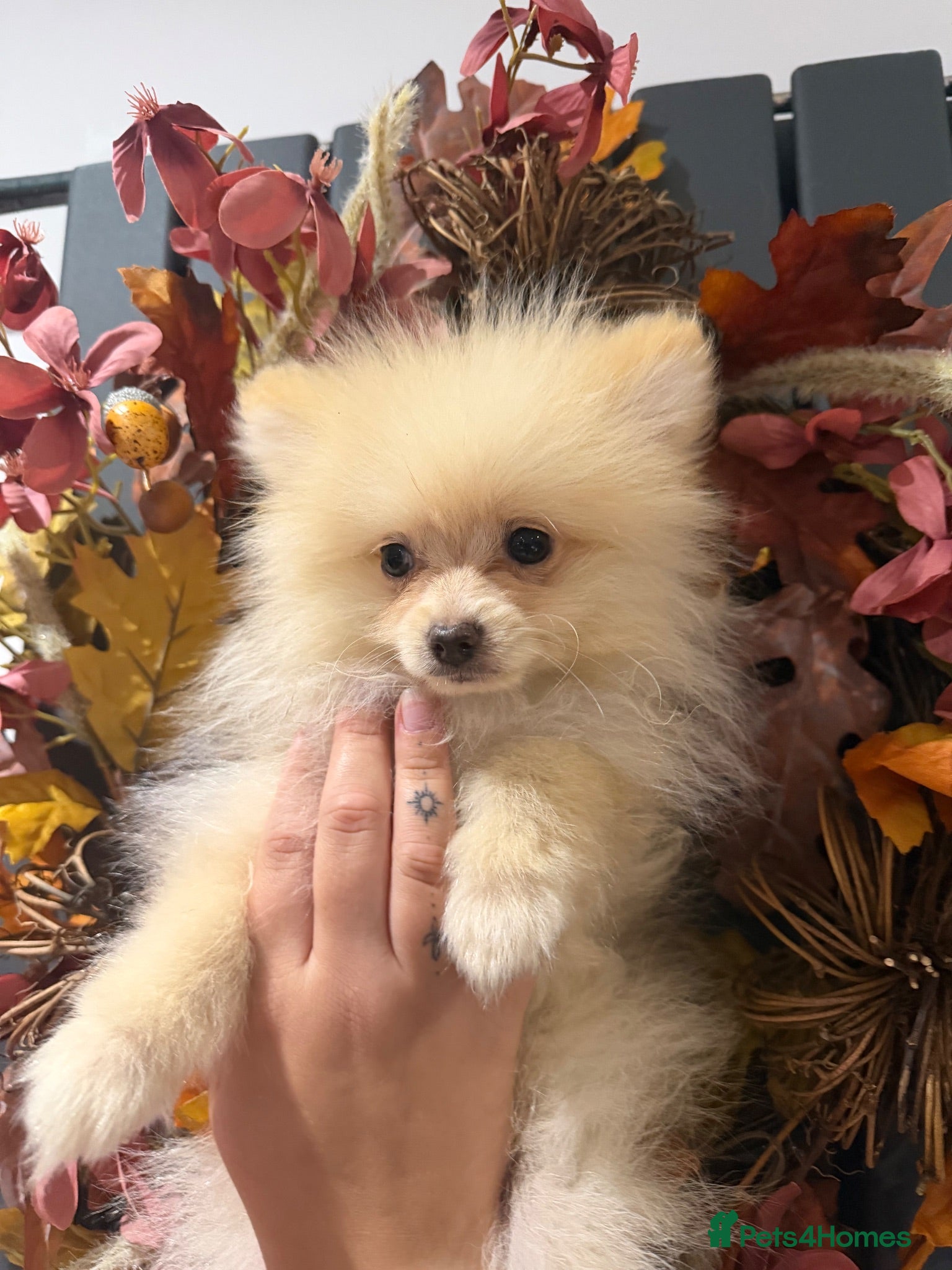 Pomeranian dogs REDUCED!! Champion bloodlines KC  Pomeranians - Advert 2