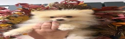 Pomeranian dogs for sale: REDUCED!!  KC FULLY VACCINATED Pomeranians   - Advert 4