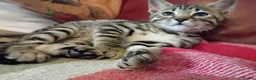 Bengal cats for sale: Bengal Kittens: Princess, Hunter & Friend - Advert 2