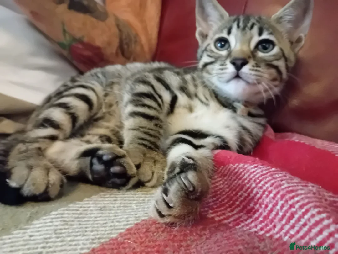 Bengal cats for sale: Bengal Kittens: Princess, Hunter & Friend - Advert 2