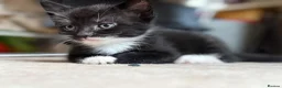 Mixed Breed cats for sale: Adorable black & white boy kittens - ready in 2wks - Advert 33