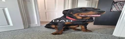 Rottweiler dogs for sale: 6 beautiful Rottweiler puppies - Advert 5