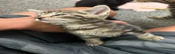 Mixed Breed cats for sale: Mixed Breed Tabby Shorthair Kittens in Sheffield - Advert 21