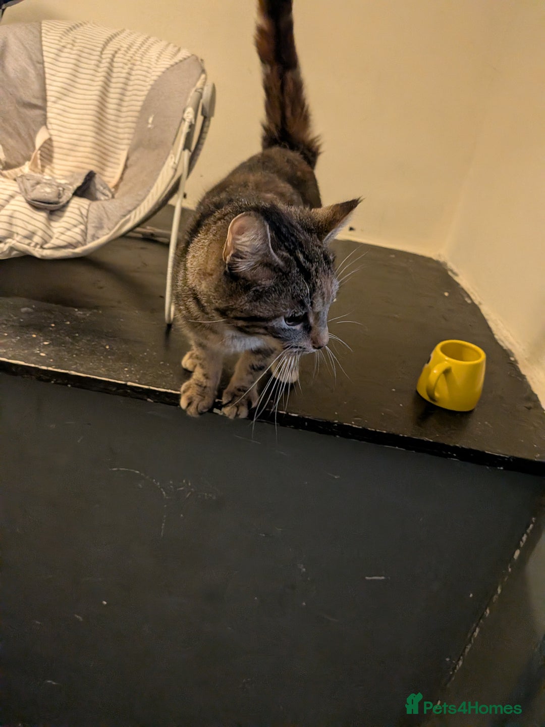 Mixed Breed cats for sale: 9month old kitten - Advert 3