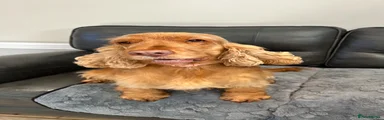 Cocker Spaniel 1