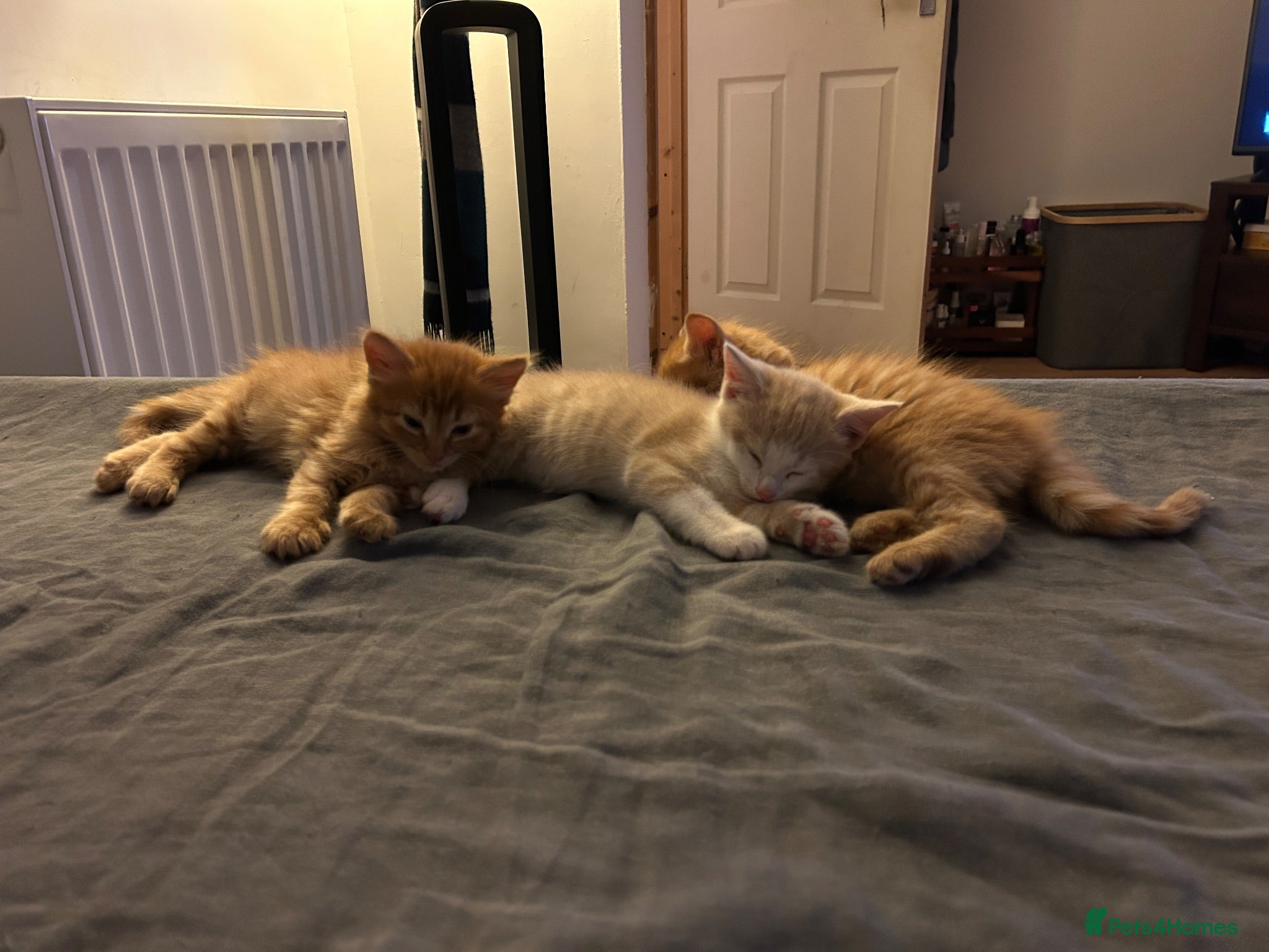 Mixed Breed cats 4 lovely mixed colour kittens - Advert 1