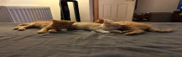 Mixed Breed cats for sale: 4 lovely mixed colour kittens in Hull - Advert 1