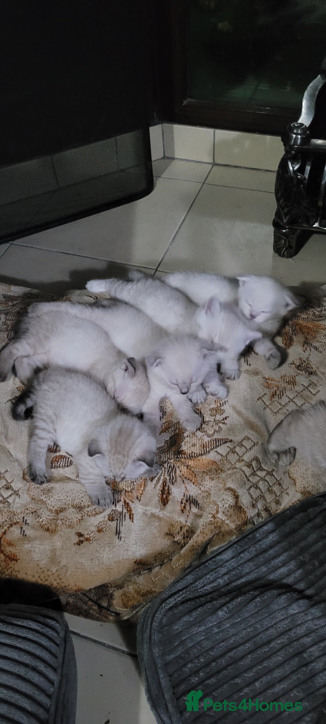 Scottish Fold cats for sale: Scottish fold kittens with blue eyes  - Image 12
