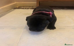 Staffordshire Bull Terrier dogs for sale: 5 staff pups  - Image 16