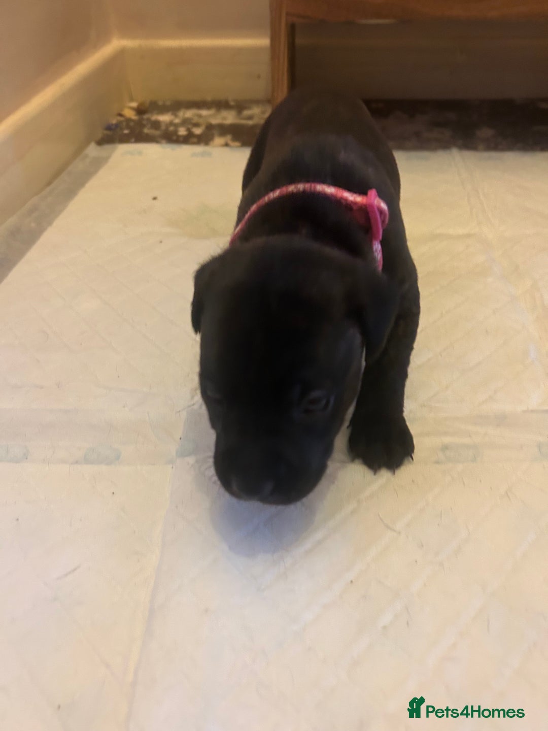 Staffordshire Bull Terrier dogs for sale: 5 staff pups  - Image 16