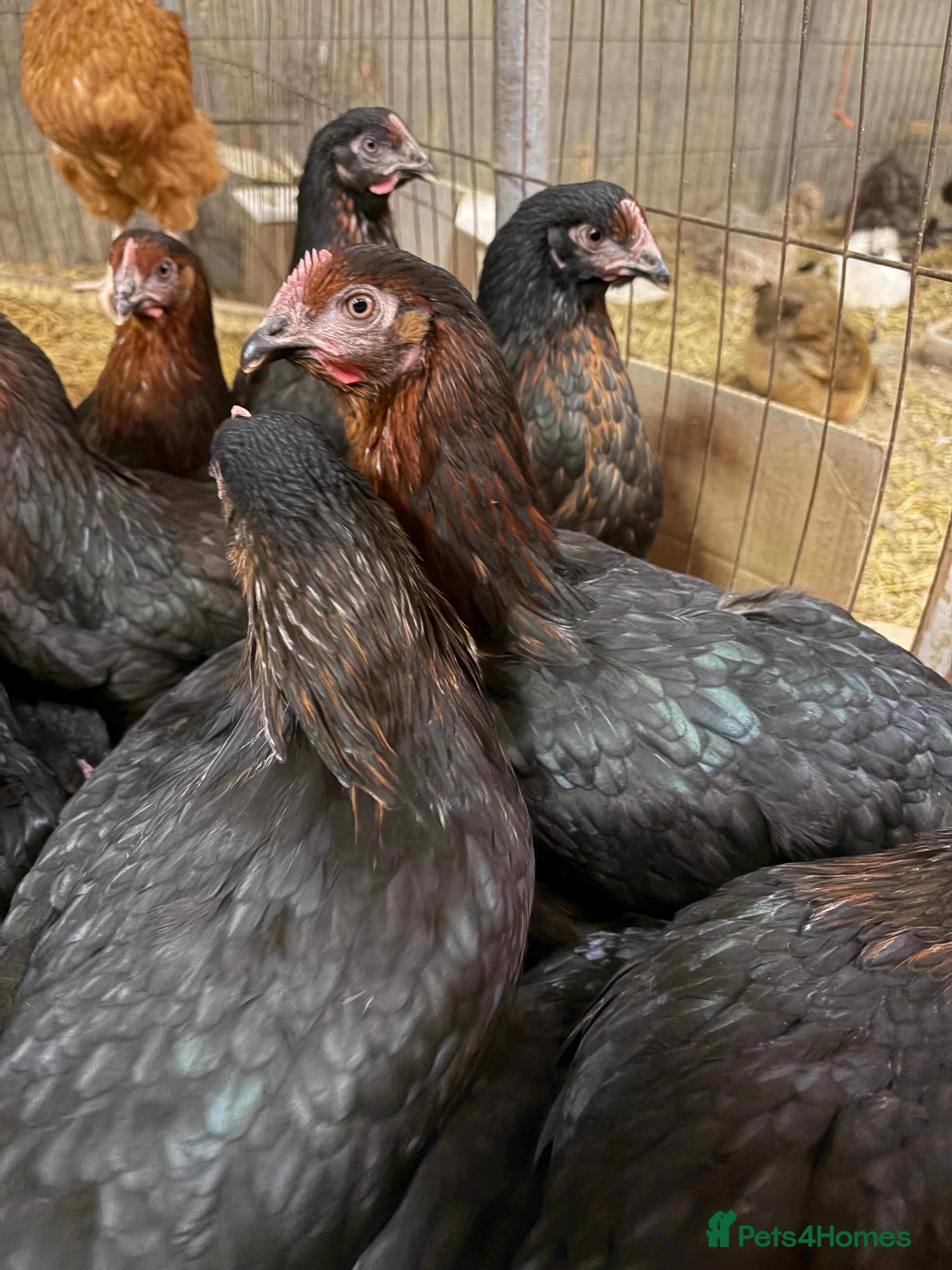 Chickens poultry Burford Brown hens POL - Advert 15