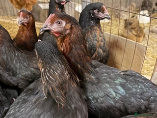 Chickens poultry - Advert 9