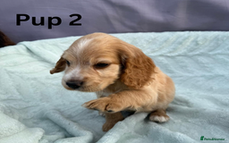 Cocker Spaniel dogs for sale: ⭐️ SHOW TYPE COCKER SPANIEL - READY ON 1ST AUGUST - Image 7