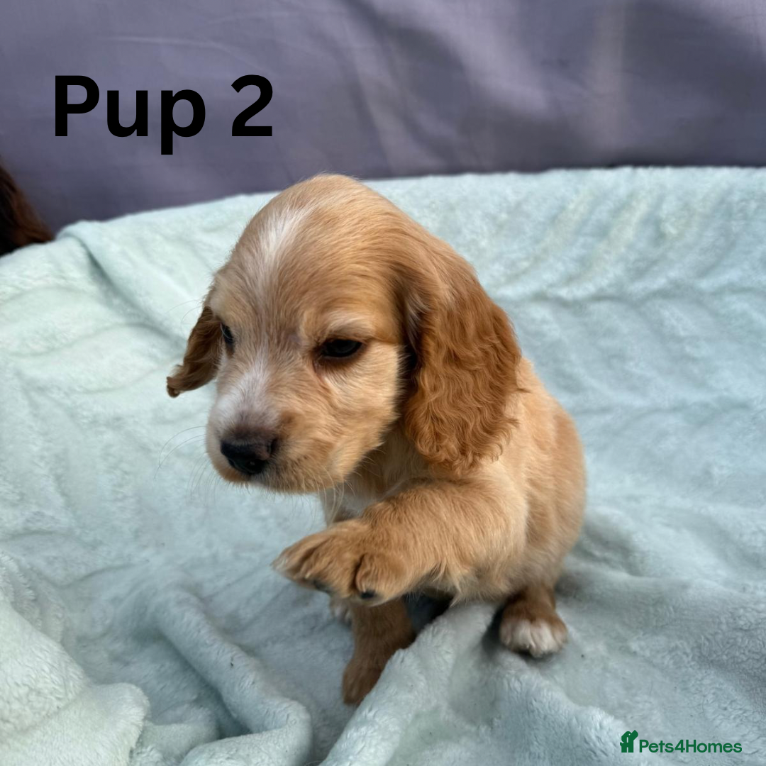 Cocker Spaniel dogs for sale: ⭐️ SHOW TYPE COCKER SPANIEL - READY ON 1ST AUGUST - Image 7