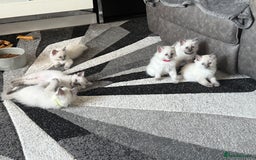 Ragdoll cats for sale: Stunning bluepoint Ragdoll kittens - Image 38