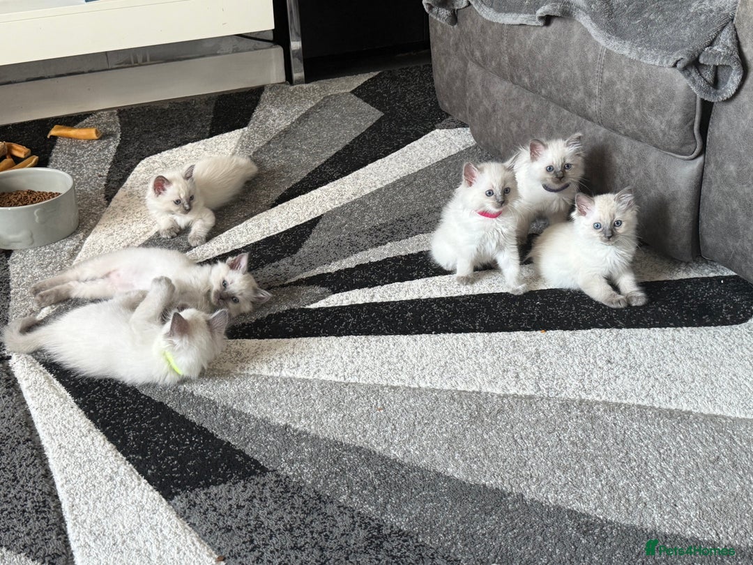 Ragdoll cats for sale: Stunning bluepoint Ragdoll kittens - Image 38