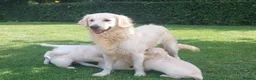 Golden Retriever dogs for sale: Top quality golden retriever puppies - Advert 5