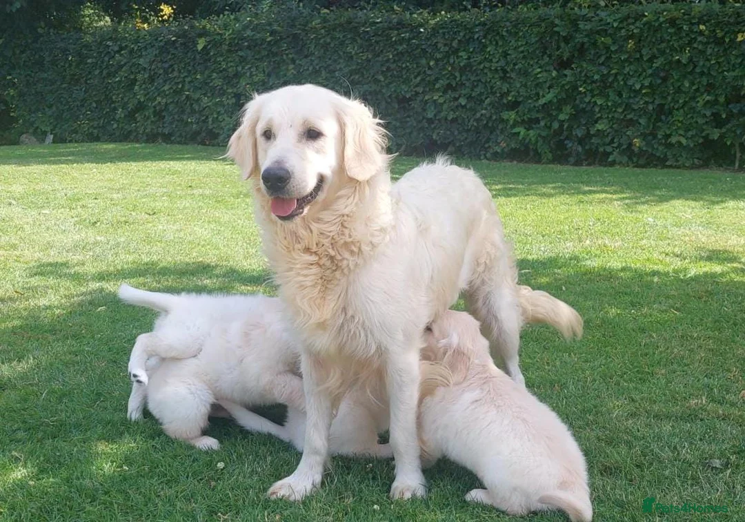 Golden Retriever dogs for sale: Top quality golden retriever puppies - Advert 5