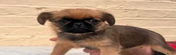 Griffon Bruxellois dogs for sale: Beautiful Brussels Griffon puppies - Advert 38