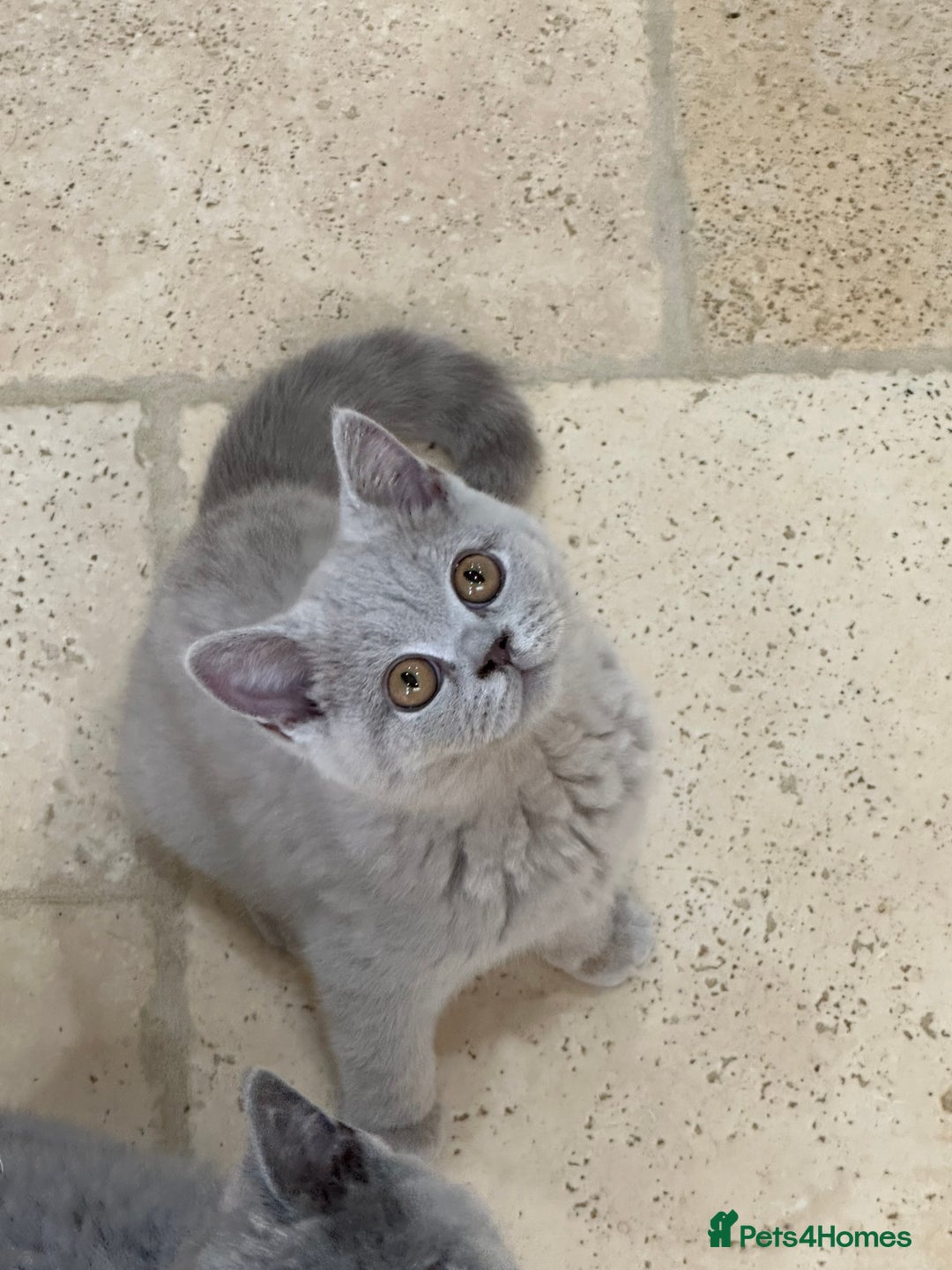 British Shorthair cats for sale: READY NOW - Lilac, BiColours & Colourpoint  - Image 26
