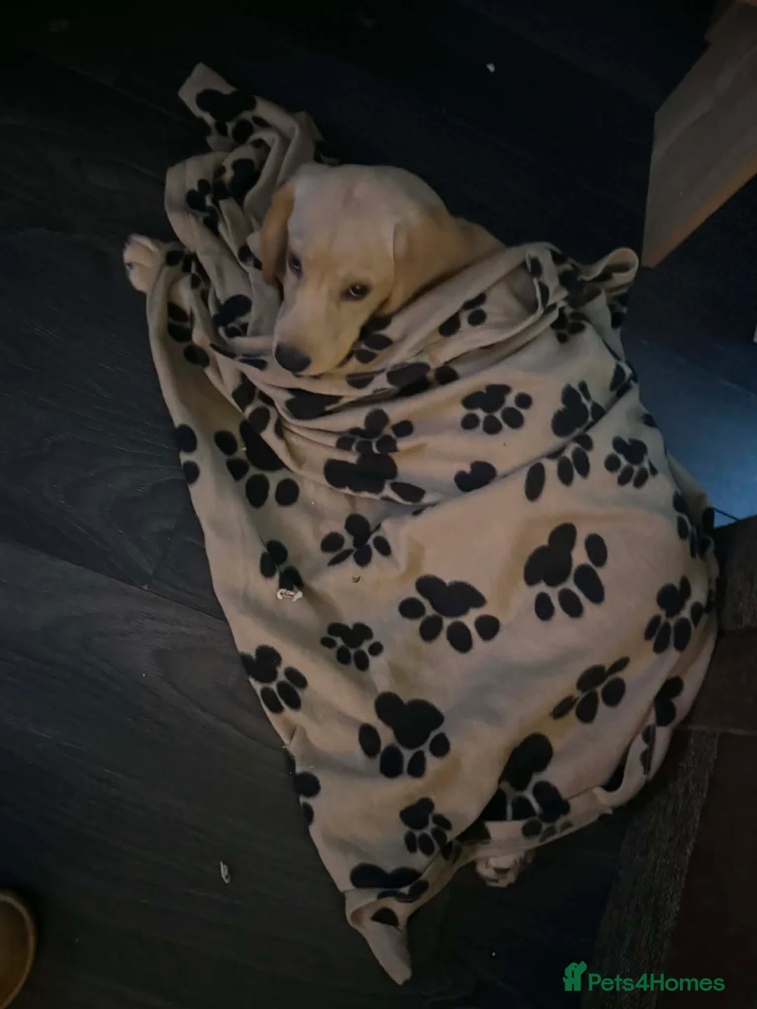 Cockerdor dogs for sale: Milo 7 month  - Advert 7