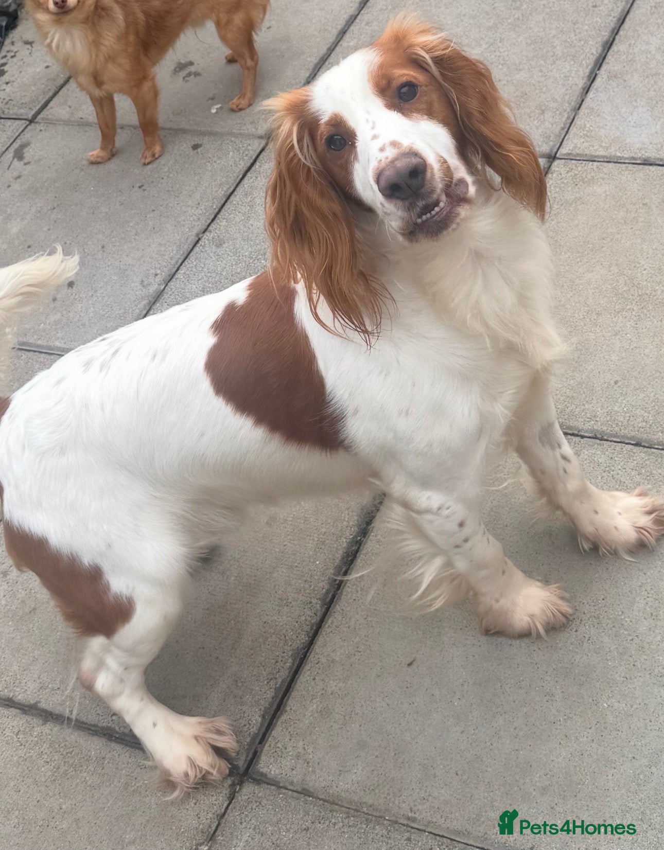 Cocker Spaniel dogs cocker spaniel  - Advert 14