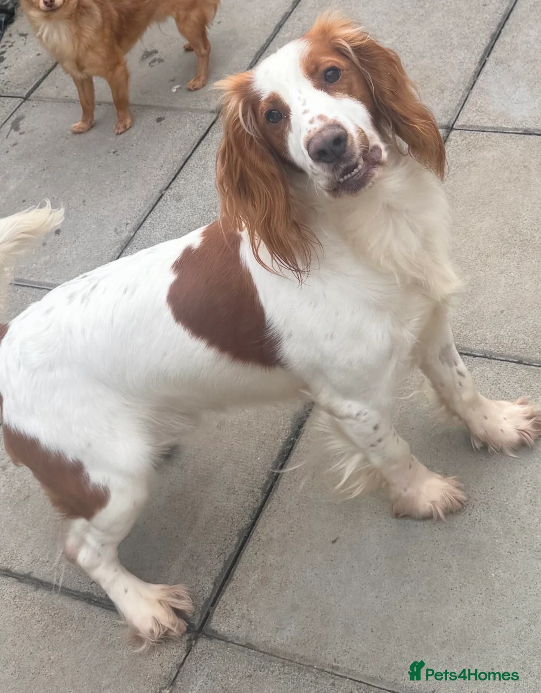 Cocker Spaniel dogs for sale: cocker spaniel  - Advert 1