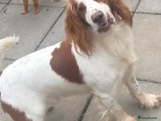 Cocker Spaniel dogs cocker spaniel - Advert 14