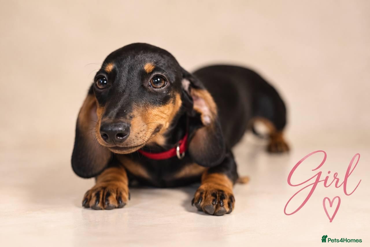 Miniature Dachshund dogs Pra clear miniature dachshund  - Advert 5