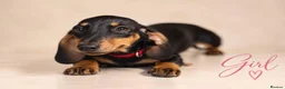 Miniature Dachshund dogs for sale: Pra clear miniature dachshund  - Advert 6