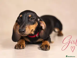 Miniature Dachshund dogs Pra clear miniature dachshund - Advert 5