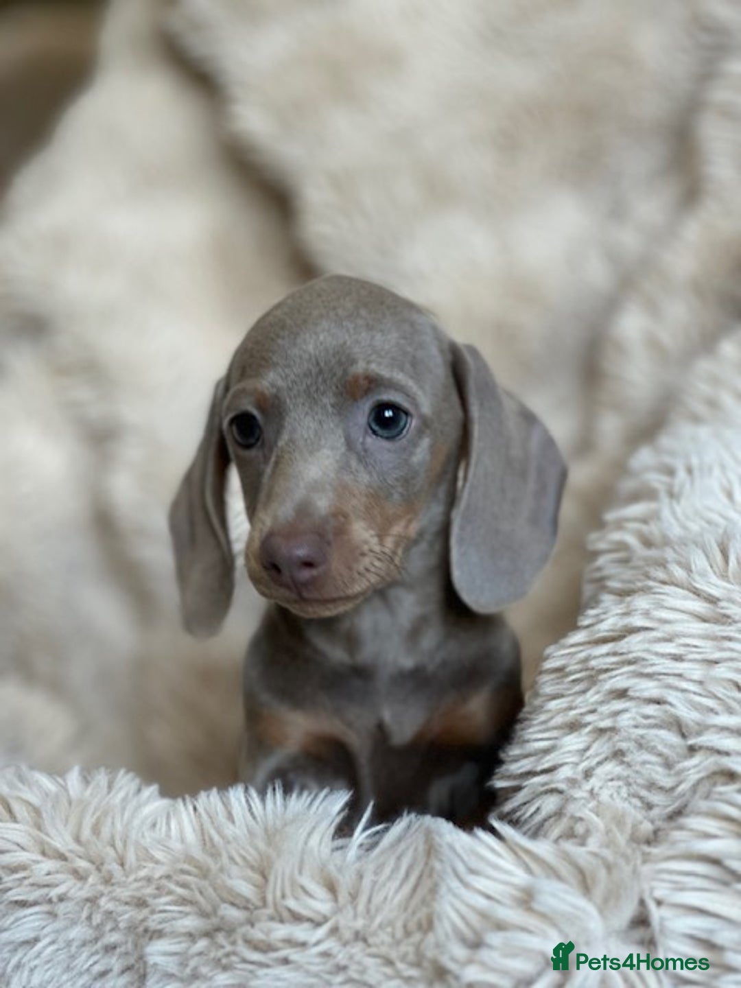 Miniature Dachshund dogs for sale: Stunning ISABELLA miniature dachshunds  - Advert 14