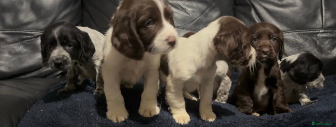 Cocker Spaniel dogs for sale: Adorable cocker spaniel puppies - Image 10