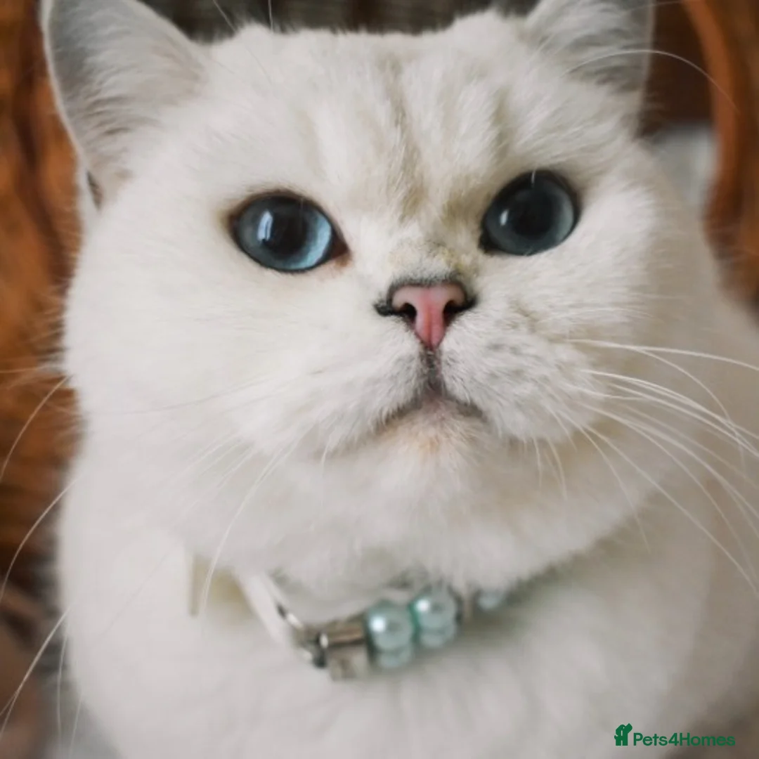 British Shorthair cats for sale: Retired Queen Silverpoint British Shorthair - Advert 1